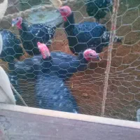 بوقلمون نر|حیوانات مزرعه|هامون, |دیوار