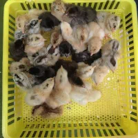 جوجه و تخم نطفه دار گلین|حیوانات مزرعه|شهرضا, |دیوار