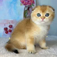 اسکاتیش گلد خاص ترین رنگ