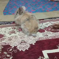 خرگوش|موش و خرگوش|قم, قلعه کامکار|دیوار
