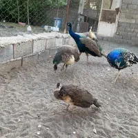 پرنده زینتی|پرنده|لاهیجان, بازکیاگوراب|دیوار
