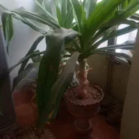 فروش گل اشک ملکه