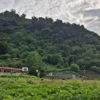 باغ‌رستورانی کم‌نظیر/موقعیت طلائی سرمایه‌گذاری|فروش زمین و ملک کلنگی|لاهیجان, شیخ زاهد|دیوار