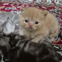 گربه ی پرشین