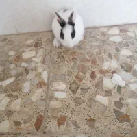 بچه خرگوش دورنگه خوشگل|موش و خرگوش|خورموج, |دیوار