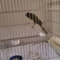 قناری رسمی بلند