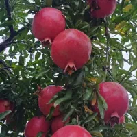 انار ملس ممتاز