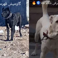 توله سگ خراسانی