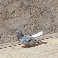 کفتر سرور دم سفید