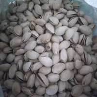 پسته امسالی