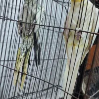 عروس پاریس|پرنده|شادگان, |دیوار