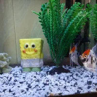 آکواریوم|ماهی|اسلام‌شهر, شهرک سعیدیه|دیوار