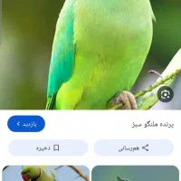 قبول واگذاری طوطی ملنگو به صورت دائم