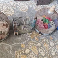 قفس|لوازم جانبی حیوانات|شیراز, شهرک گلستان|دیوار