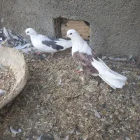 کبوتر دوکت نوک ریز