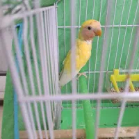 کوتوله برزیلی