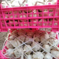 سیر درجه یک همدان|خوردنی و آشامیدنی|رشت, منظریه|دیوار