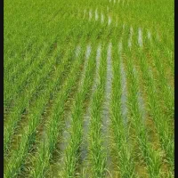 شالیزار خو*ش مسیر 2600 متر/مدارک کامل