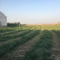 فروش علوفه دامی یونجه