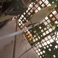 جفت عروس هلندی مولد|پرنده|مشهد, شریف|دیوار