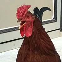 خروس محلی و جوان چهل تاج