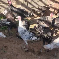 فروش 20 عدد بوقلمون محلی نروماده سالم و چاق