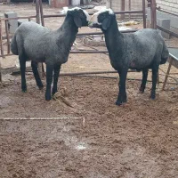 با سلام فروش ۲ راس بره قوچ شال