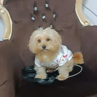 واگذاری سگ شیتزو