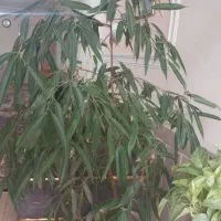 گل آپارتمانی