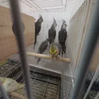 ۶عدد عروس هلندی جوان|پرنده|بندر انزلی, معلم|دیوار