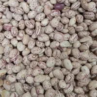 لوبیا چیتی اقلید