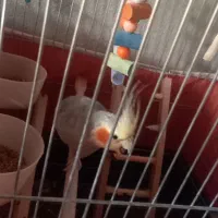 عروس هلندی باقفس ولوازم|پرنده|چهاردولی, |دیوار