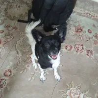 شیتزو اصیل ماده