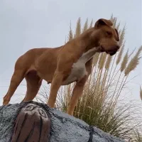 پیتبول تریر ماده