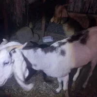 بز پاکستانی|حیوانات مزرعه|میناب, |دیوار