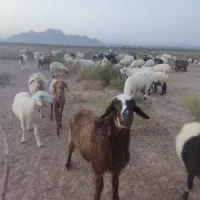 90 عدد گوسفند (میش،قوچ، بره)|حیوانات مزرعه|کرمان, |دیوار