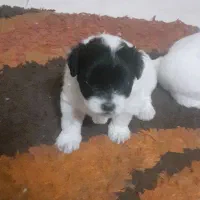 شیتزو بهمراه توله|سگ|خمینی‌شهر, |دیوار