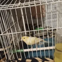 قناری|پرنده|ماهدشت, |دیوار