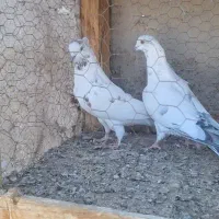 کبوتر|پرنده|نهاوند, |دیوار