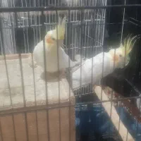 عروس هلندی مولد|پرنده|لیسار, |دیوار