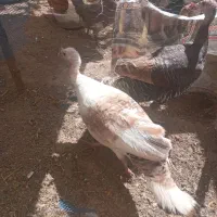 بوقلمون