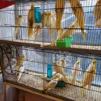 انواع طوطی|پرنده|اردبیل, |دیوار