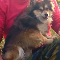 گمشده|حیوانات|تالش, هشتپر|دیوار