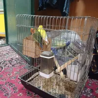 طوطی بریزیلی با قفس