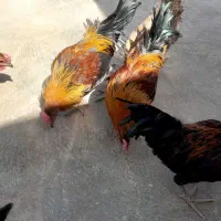 بوقلمون وخروس و اردک خارجی|حیوانات مزرعه|کوهدشت, |دیوار
