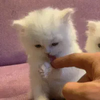 بچه گربه های اصیل و اشرافی|گربه|اصفهان, بابوکان جنوبی|دیوار