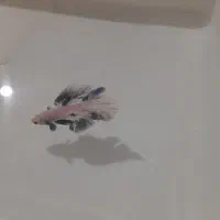 ماهی فایتر جفت بلورین