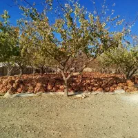 پیاز زرد|عمده‌فروشی|کنگاور, |دیوار