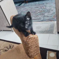 گربه