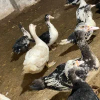 اردک اسرائیلی|حیوانات مزرعه|رشت, توشیبا|دیوار